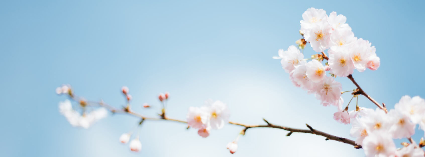 孤菱